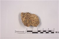 藏品(殼狀地衣 )的圖片